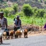 Ouganda : La malnutrition infantile s’aggrave dans le Karamoja